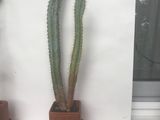 Cactusi de 15 ani, кактусы (им 15 лет) foto 2