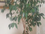 Ficus cu frunza mare inaltimea 100-420 lei,Ficus cu frunza mica inaltimea 120- pret 550 lei. foto 4
