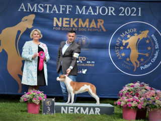 Se vinde o fetiza blinda de amstaff, din parinti campioni foto 8