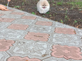 Подари себе счастье!Mini toi Spitz's Pomeranian foto 4