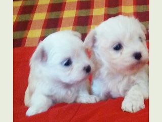 Мальтийская болонка(bichon maltese)