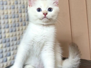 British shorthair golden shaded point (дорого) foto 3