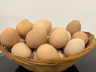 Vând ouă de bibilici (picheri)