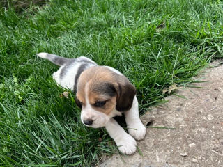 Se vând cățeluși rasa Beagle foto 4