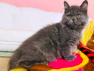 Pui pisica persana Albastru Superb - Blue Smoke Persian kittens