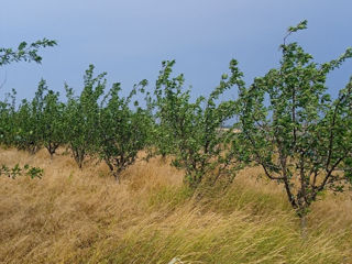 Varatic, Ialoveni, lot agricol foto 14