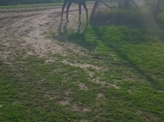 Vand iapa cu manza foto 5