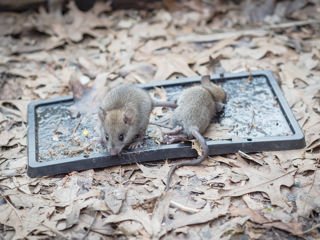 Deratizare eficientă pentru combaterea șoarecilor și șobolanilor. Oferim contract de servicii.