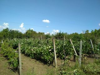 земельный участок с виноградником foto 2