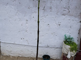 Paulownia foto 4