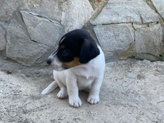 Jack Russel foto 6