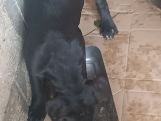 Cane corso foto 5