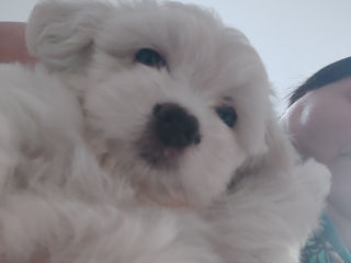 Vind catelusi Bichon Malteze  foto 0