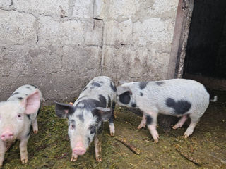 Vând Porci de carne aften Fălesti foto 3