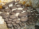 Miceliu.spori De Ciuperci - Calitate Superioara,pastrav / мицелий грибов вешенка foto 3