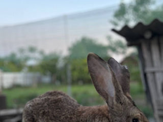 Кролики foto 1