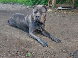 Vînd Cane Corso foto 2