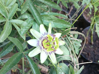 Passiflora Caerulea , răsad ,preț avantajos foto 5