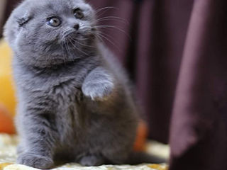 Motanel scottish fold-Вислоухий котик. foto 4