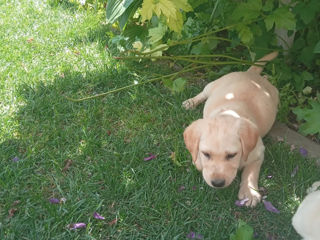 Căței de Labrador Retriever foto 3