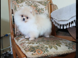 Super mini Spitz Pomeranian