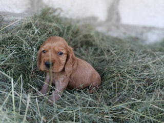 Cocher spaniel englez foto 5