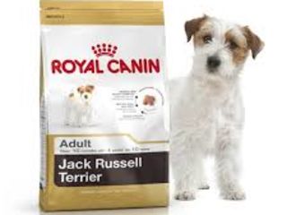 Royal Canin , корм для собак - "Jack Russel " c доставкой по Кишиневу.