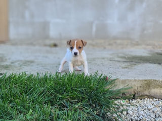 Jack Russel foto 3