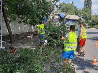 Defrișarea, curățarea copacilor, servicii autoturn foto 7