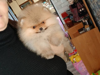 Mini Toy Spitz Pomeranian