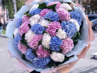 Hortensii de la 199 mdl гортензии от 199 лей hortensia livrare flori доставка цветов flower delivery