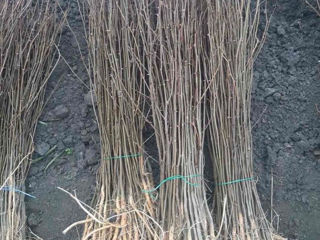 Lavanda,Material saditor de Lavanda,Tei,Mesteacan(Берёза),Stejar Rosu Canadian,Salcim,Frasin foto 6