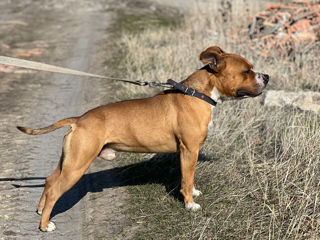 American Staffordshire Terrier ( Archi ) caută femelă pentru împerechere . foto 3