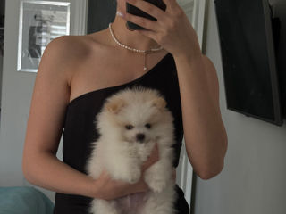 Spit Pomeranian Mini