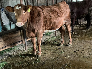 Vând bovine