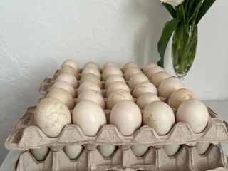 Vînd ouă de rață mută (sălbatică) foto 5