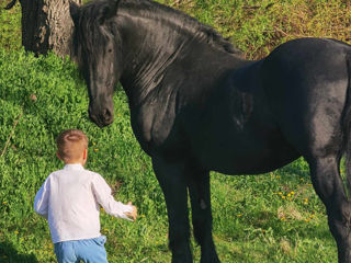 Armasar Friesian la monta. foto 10