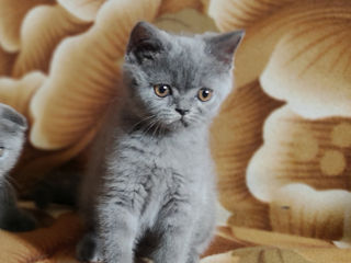 Шотландские котята Scottish fold foto 5