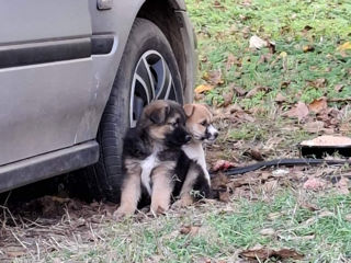 Daruiesc cățeluşii în maini bune foto 2