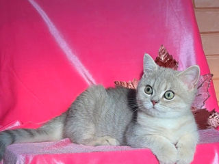 British shorthair kitten, blue golden shaded foto 6