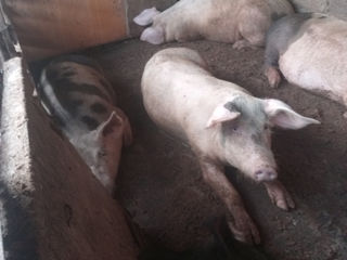 Porci de casa... foto 1