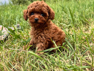 Toy pudel (toy poodle) foto 2