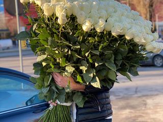 Trandafiri Tiraspol și Olanda ! 50/60/70cm / 101 bucati! foto 5