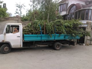 Уборка территорий, вывоз мусора, демонтаж. Evacuarea gunoiului foto 4