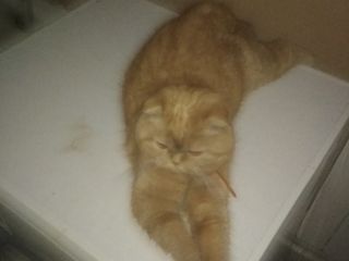 Monta Scotish frumos urgent