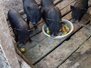 Porci vietnamezi foto 2