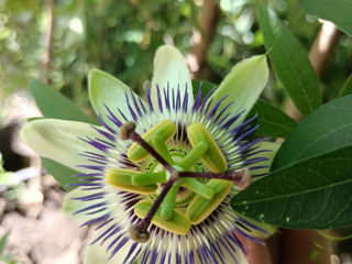 Passiflora Caerulea , răsad ,preț avantajos foto 4