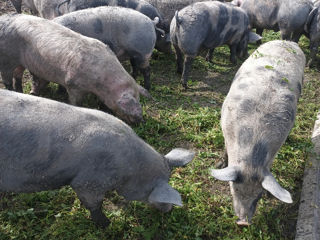 Bună ziua vindem porci crescuți în libertate cu ceriale naturale gust și calite garantăm