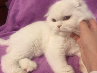 Вязка с котом белого окраса имеет больше шансов на удачную реализацию будущих котят (белых)! foto 7