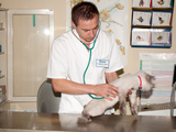 Clinica veterinara "VetAsist" - profesionalism, calitate si preturi accesibile foto 3